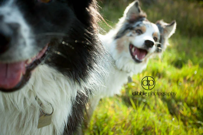 happy dogs