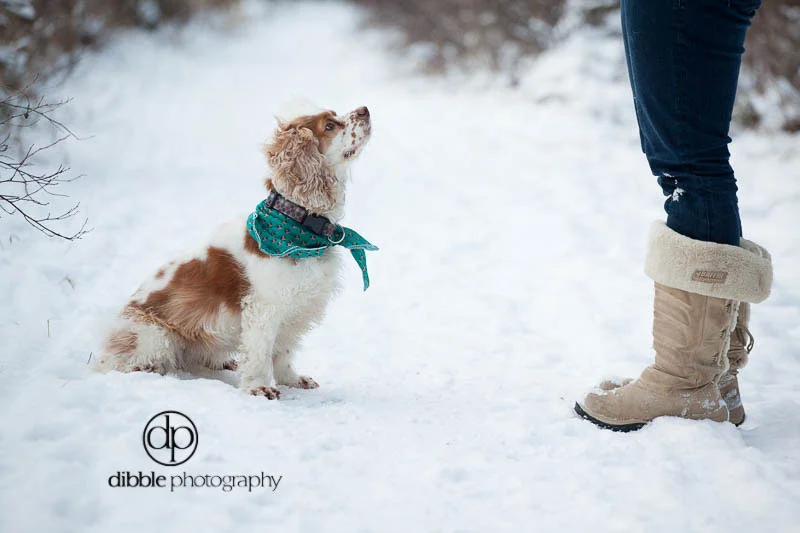 pet-photography-golden-lp01.jpg