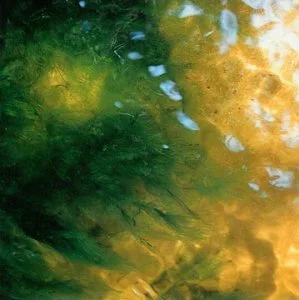 AGUA E TERRA (2003) Produced by Carlos Henrique Pereira With Carlos H. Pereira (acoustic nylon string guitar, piano, accordion, voice and percussions) and many special guests: Dom Salvador, Cyro Baptista, Bakhiti Kumalo, Rubin Kodheli, Rogerio Botter Maio, Tony Cedras, Marivaldo dos Santos. All compositions by Carlos Henrique Pereira