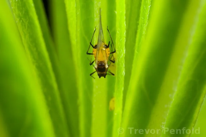 Aphid