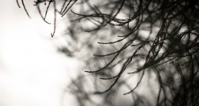 Laura Forest