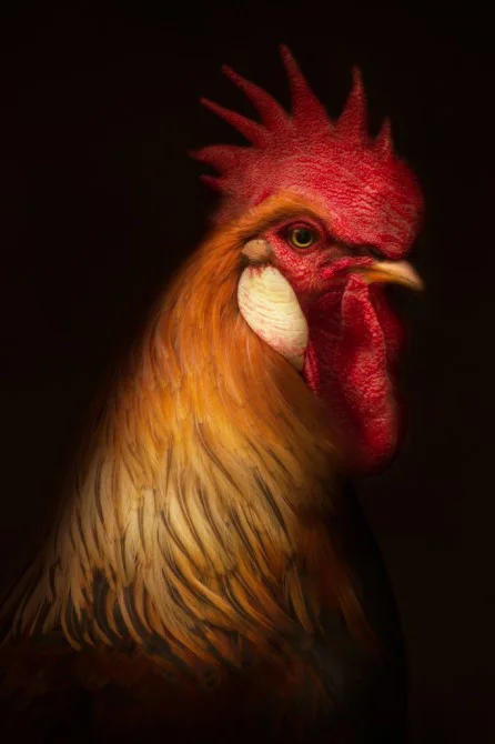 Rooster, Poultry series
