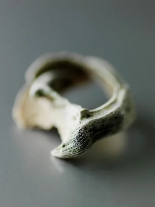 GRAVEYARD_SNAIL_0091-502x670.jpg