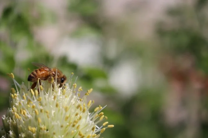 JenChan-Nature-2-670x446.jpg