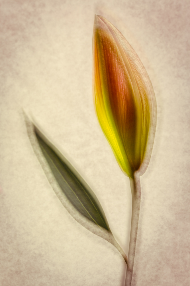 Lily in Trinity, Liz Robertson LPSNZ