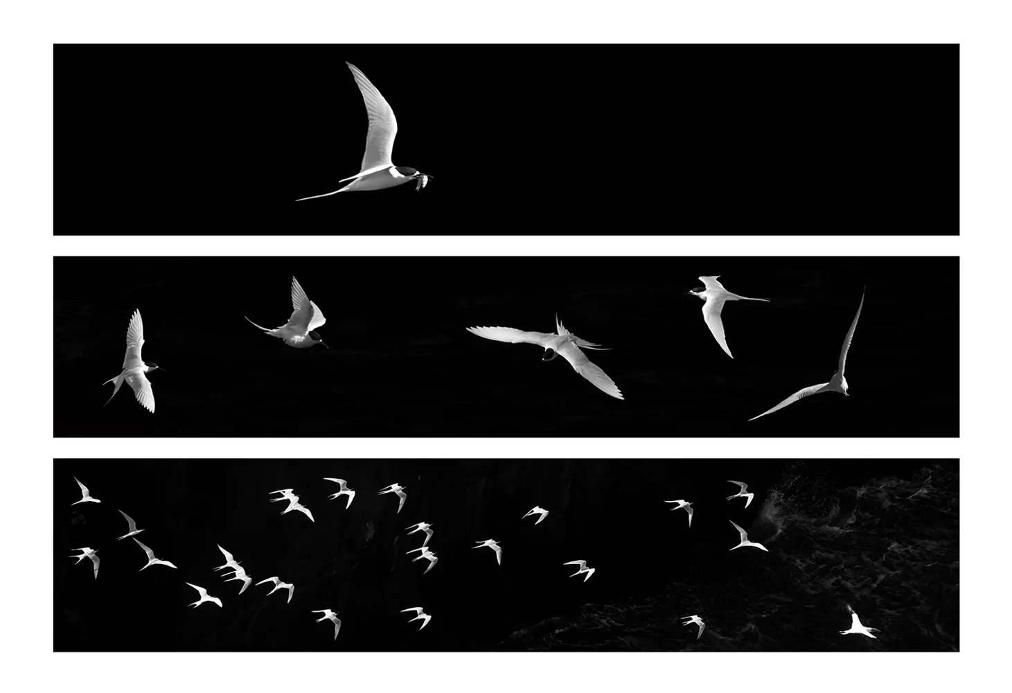 Terns, Shona Kebble APSNZ