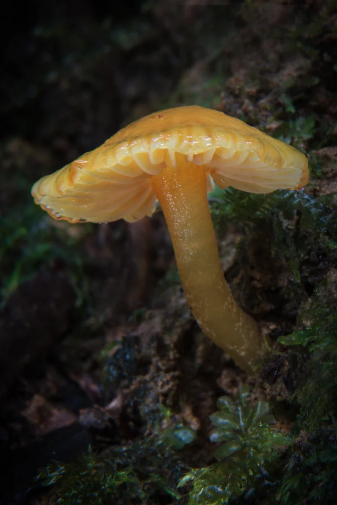 Yellow Fungi, Sheryl Williams