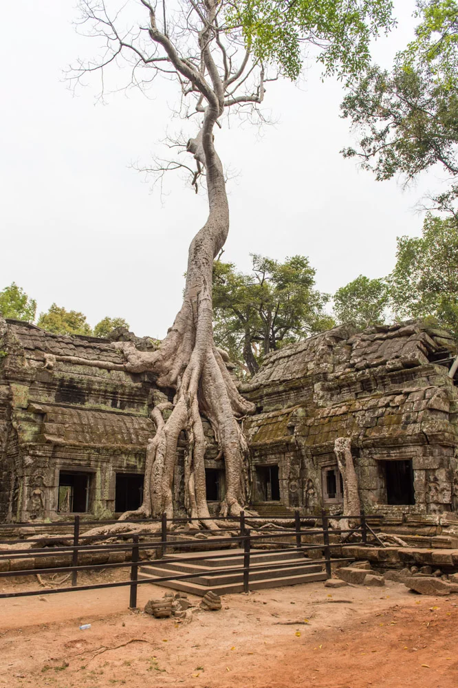 The Jungle Temple, Ta Prohm; Nikon D4S, 24mm, f/3.5, 1/200s, ISO100