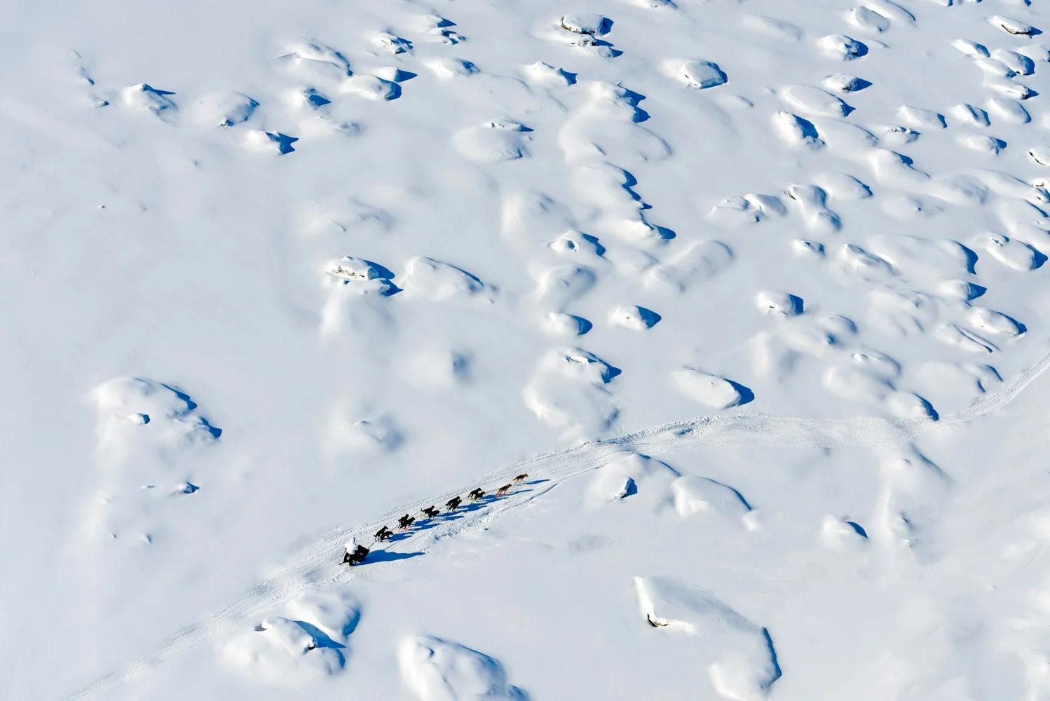 New Zealander Curt Perano on the frozen Yukon River during the 2014 Iditarod race; Nikon D800E, 70–200mm, f/5, 1/3200s, ISO 200