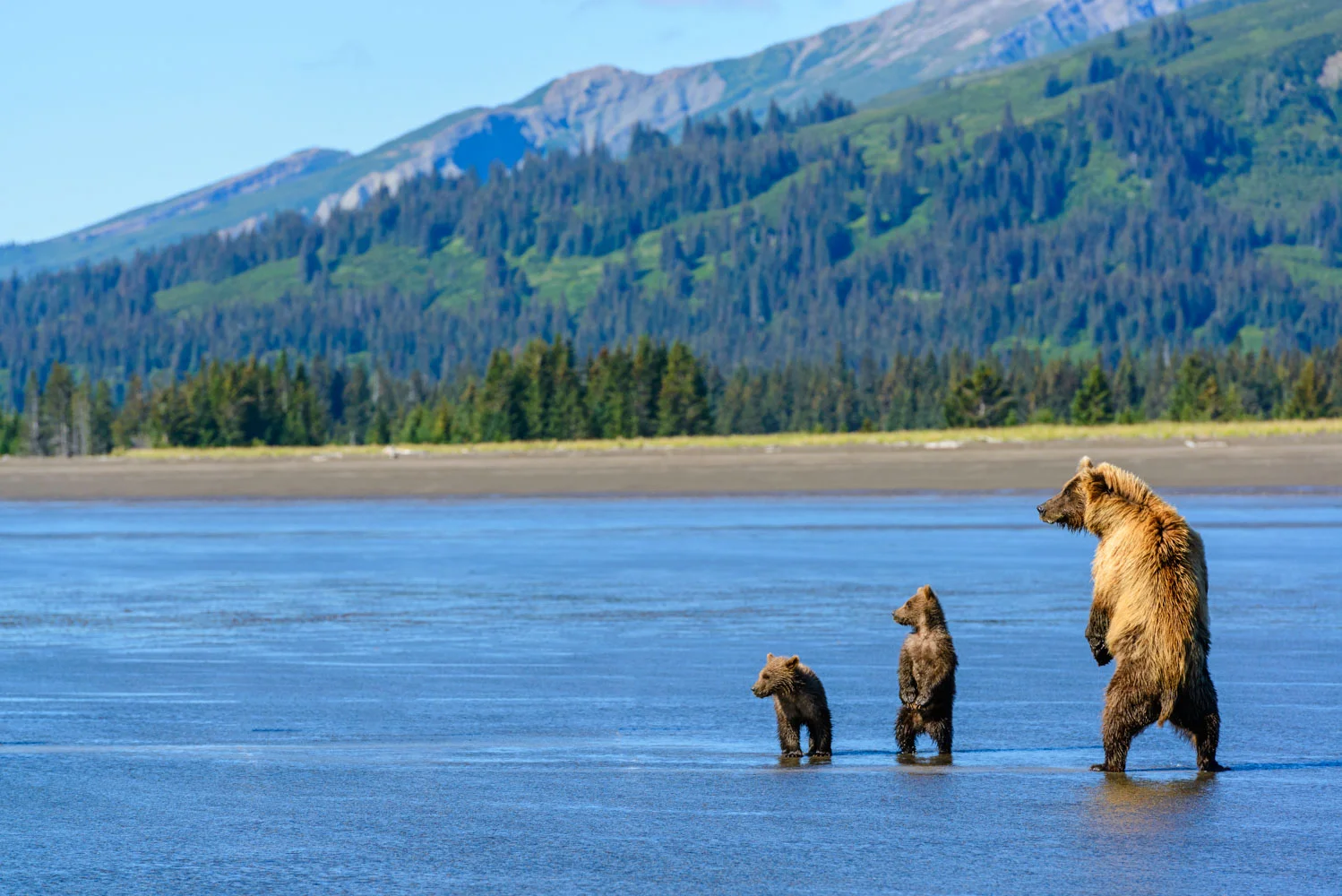 Mother and cubs digging for clams at Lake Clark National Park; Nikon D800E, 70–200mm, f/7, 1/1250s, ISO 400