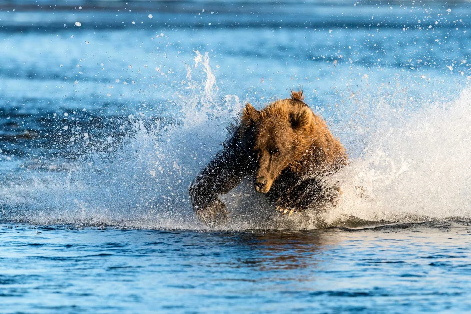 A grizzly bear launches himself at a darting salmon, Silver Salmon Creek; Nikon D810, 500mm, f/6.3, 1/2000s, ISO 800