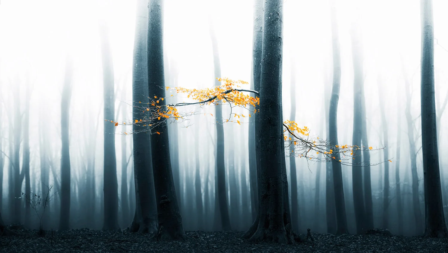 Landscape/Nature: Lars Van De Goor