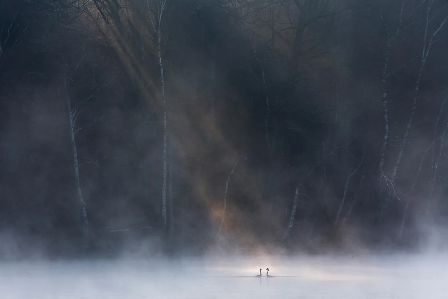 Wildlife: David Peskens