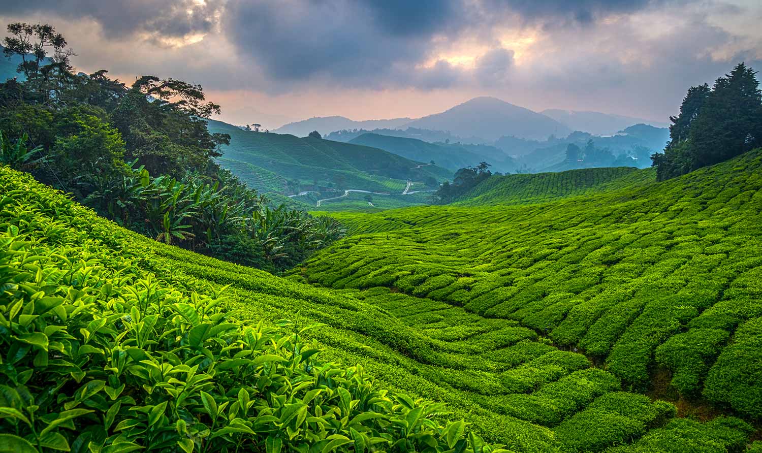 David Steer, Boh Tea Plantation