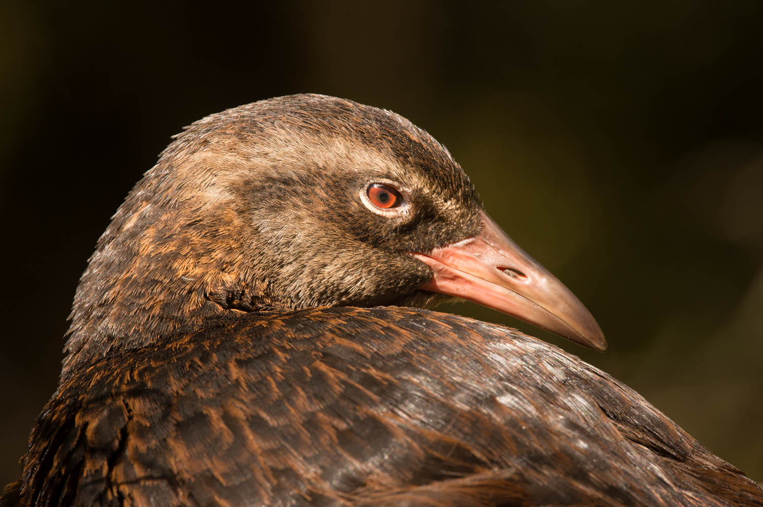 Craig McKenzie, Western Weka