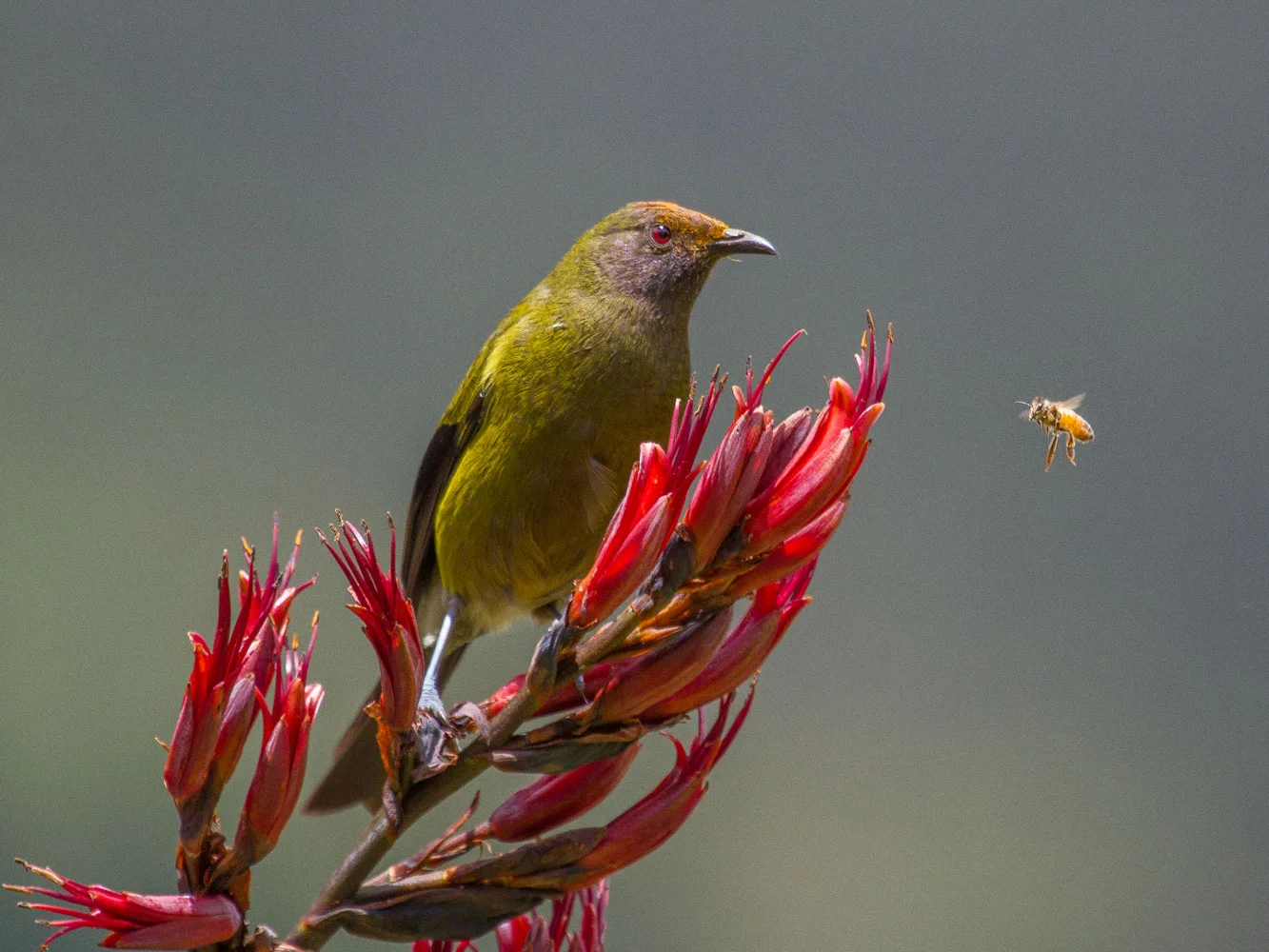 Ross McIvor, Bellbird and Bee