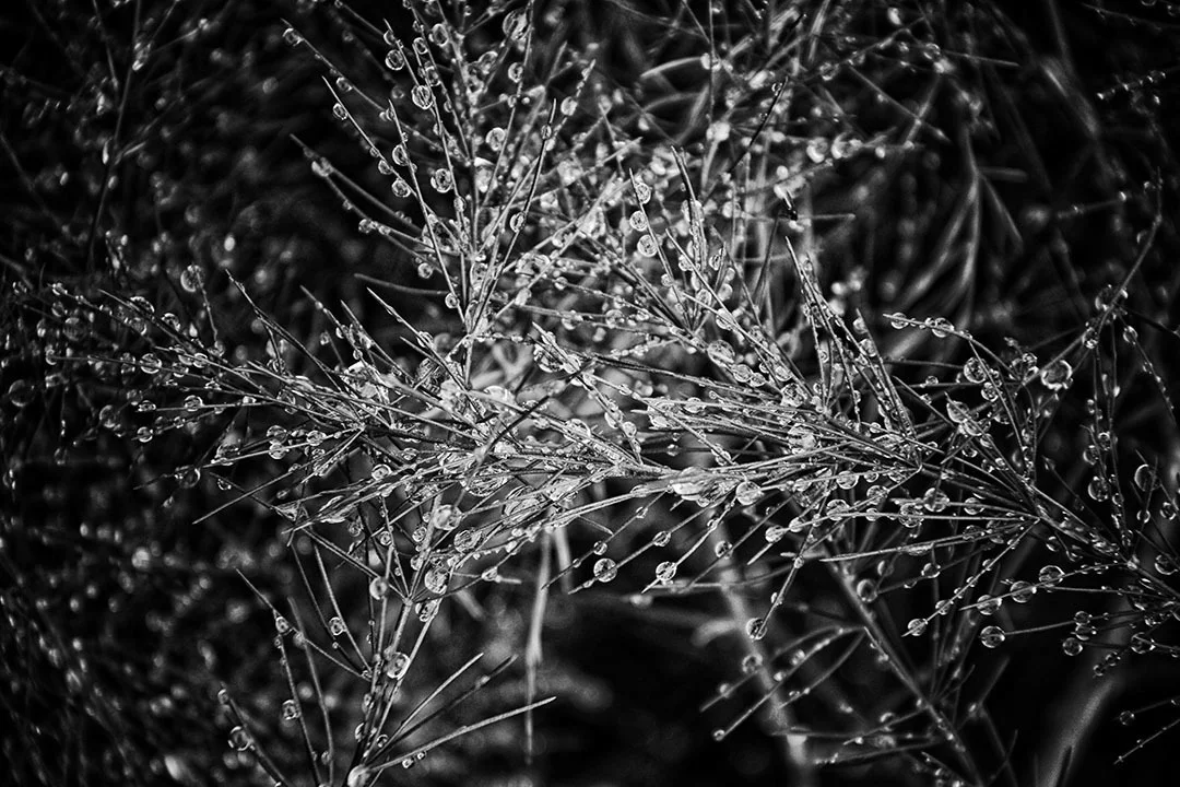 Gill Williams