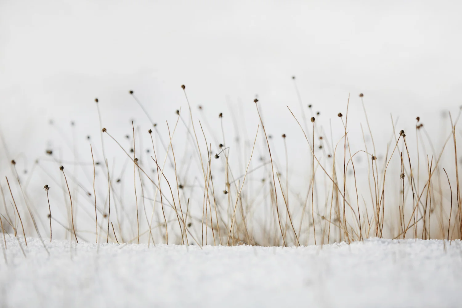 Image 2: Canon 5D Mark III, 200mm, f/2.8, 1/5000s, ISO 160