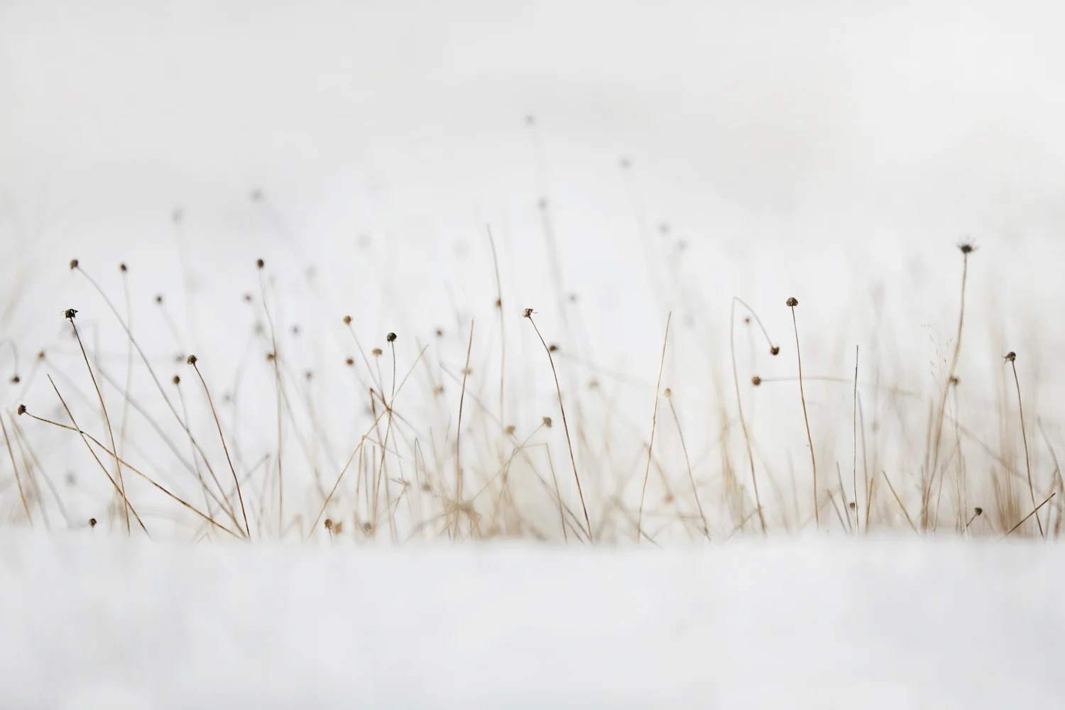 Image 3: Canon 5D Mark III, 200mm, f/2.8, 1/5000s, ISO 160