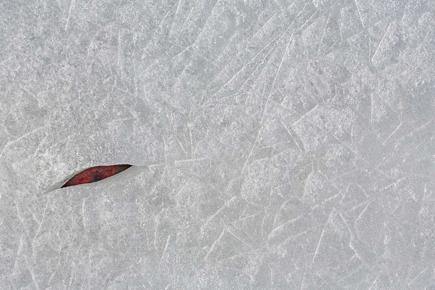 Image 11: Leaf; Canon 5D Mark III, 100mm, f/11, 1/10s, ISO 250