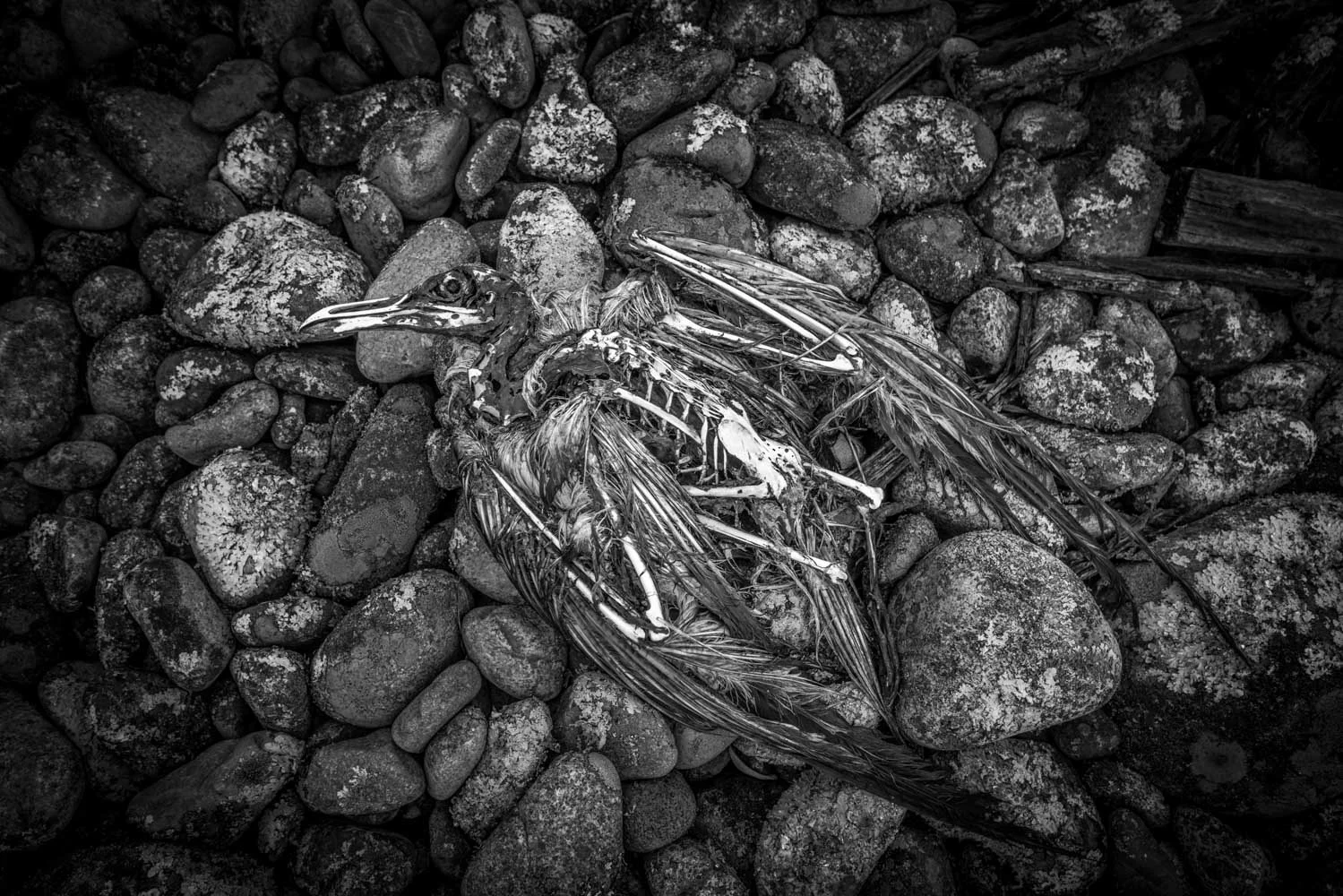 Steve Hussey, Wildlife and Wild Places