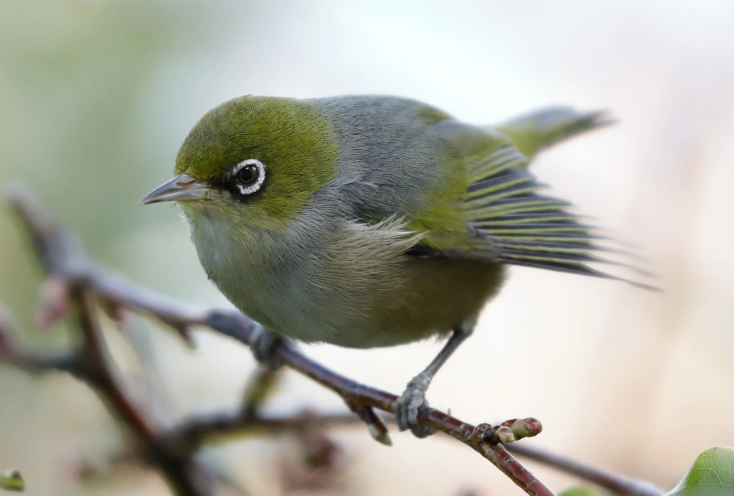 Close up of the same image above