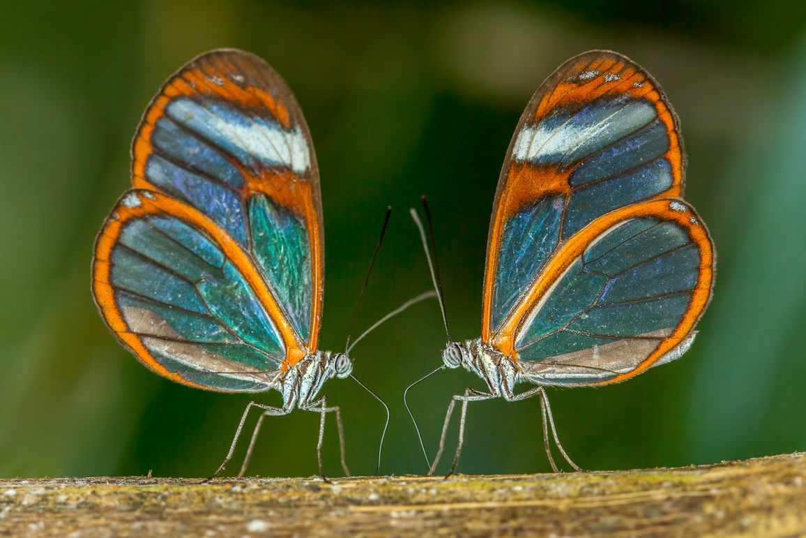Chris Helliwell — 2016 Macro winning image
