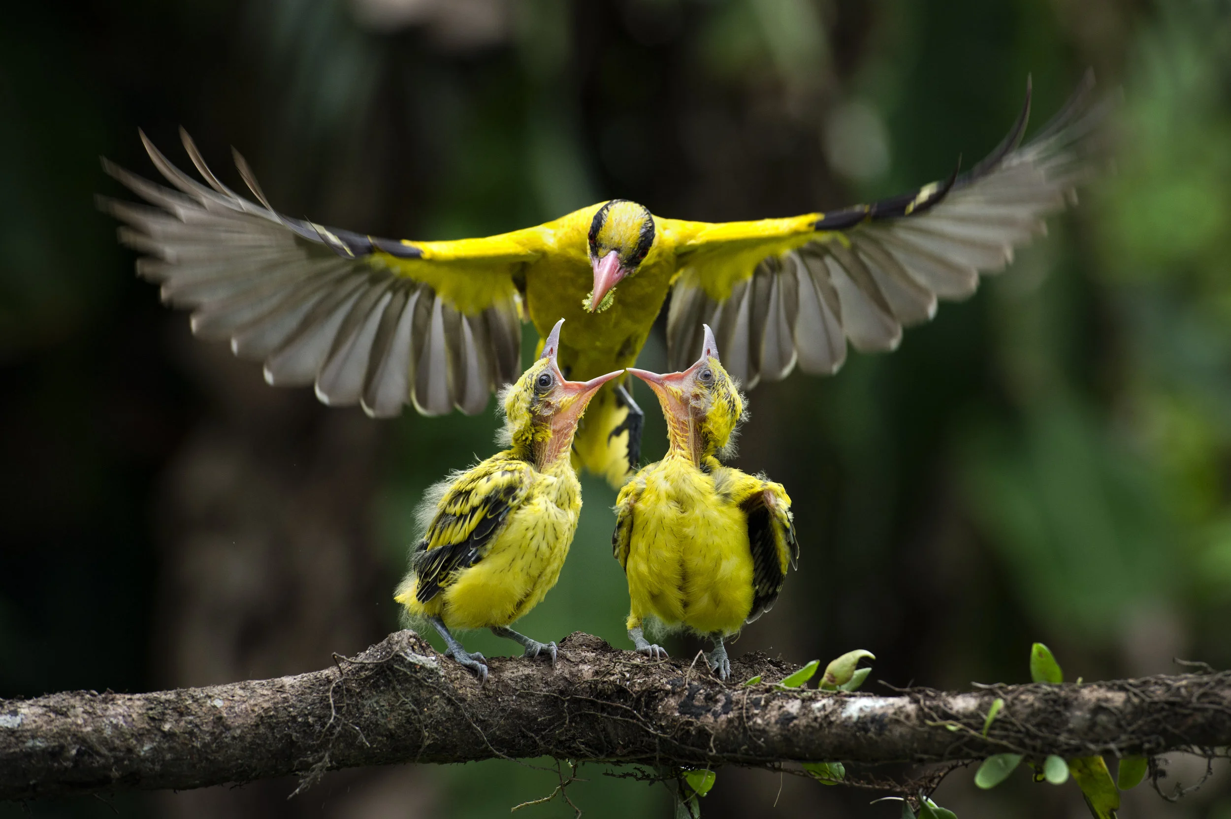 Kim Hui Yu, Malaysia, Wildlife Photographer of the Year