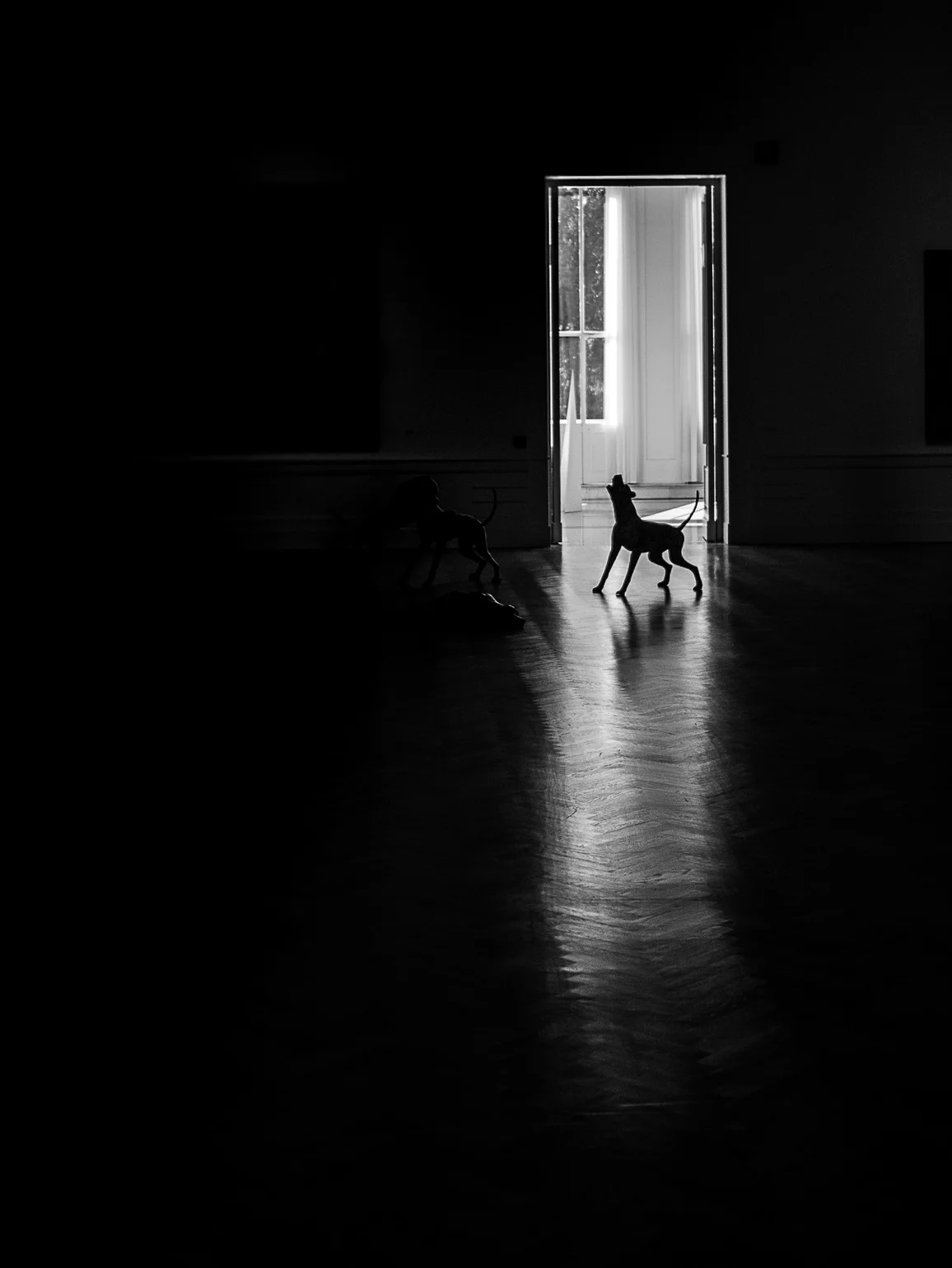 Second: Kate Parsonson, Dogs in Rome