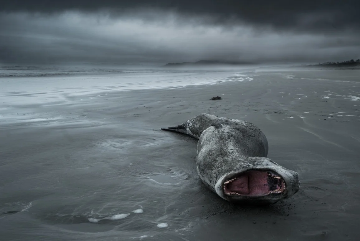 First: Sam Wild, Death's Yawn: A sick female found on New Zealand's East Coast Second runner-up