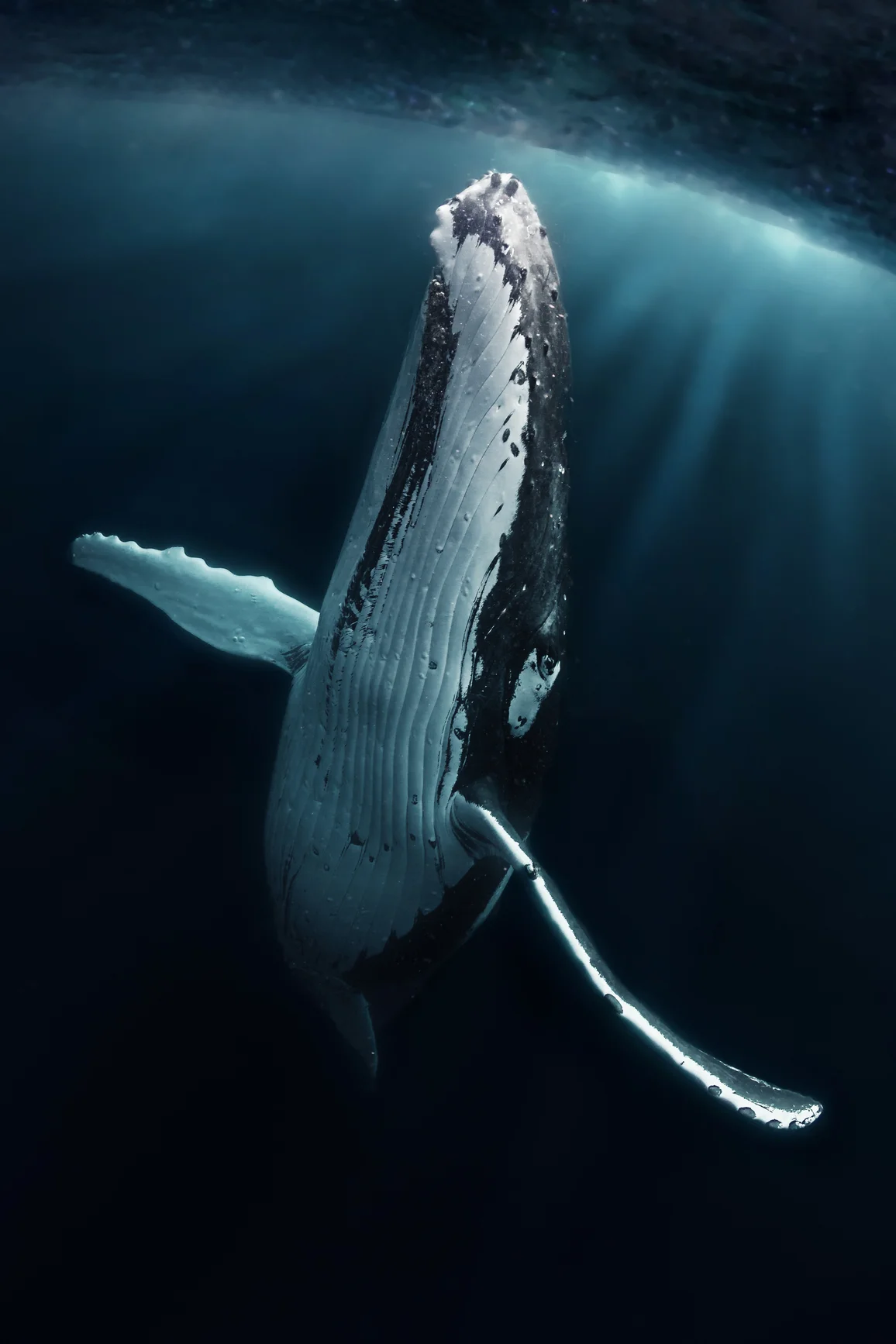 second: Grant Thomas, An Elegant humpback whale poses for the camera