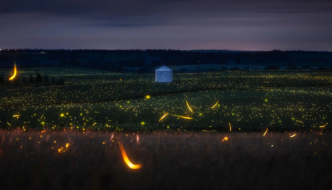 Second: Dice Sales, Dance with the Fireflies