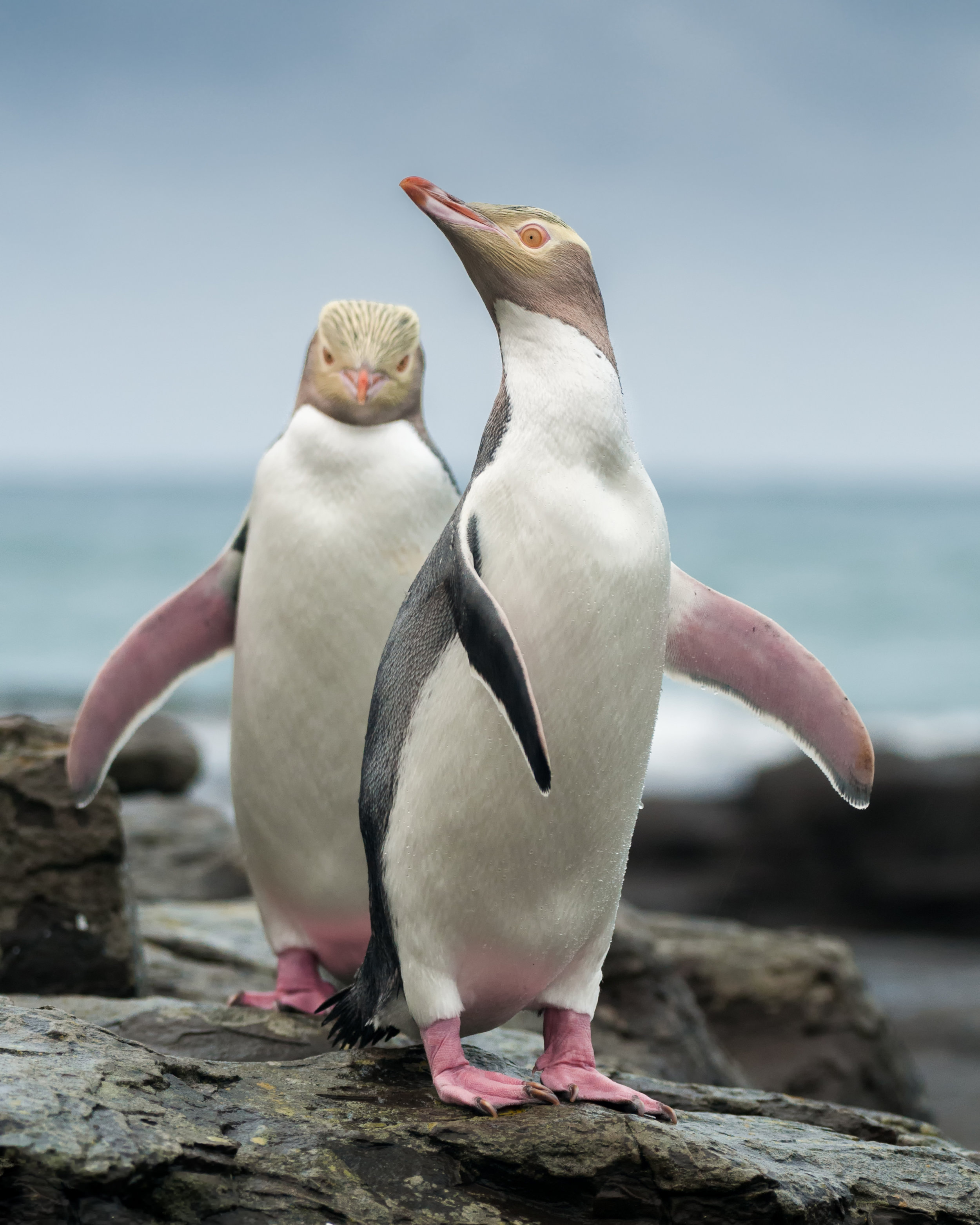 Jonathan Harrod, Catlins Coast, Nikon D300s