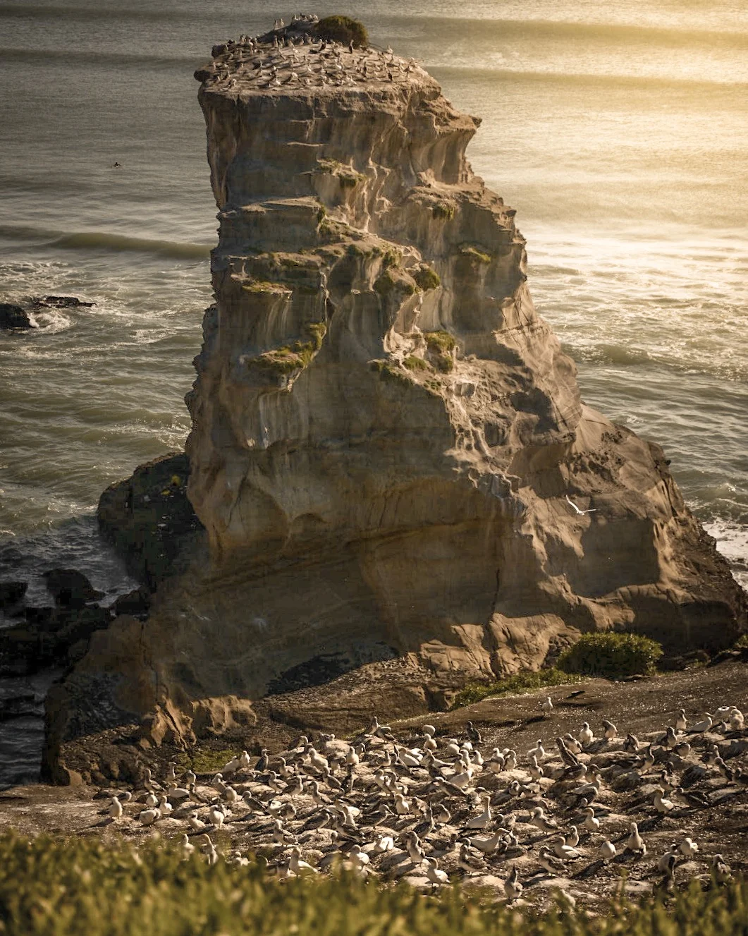 Rainier Pascua, Muriwai, Auckland, Nikon D7200