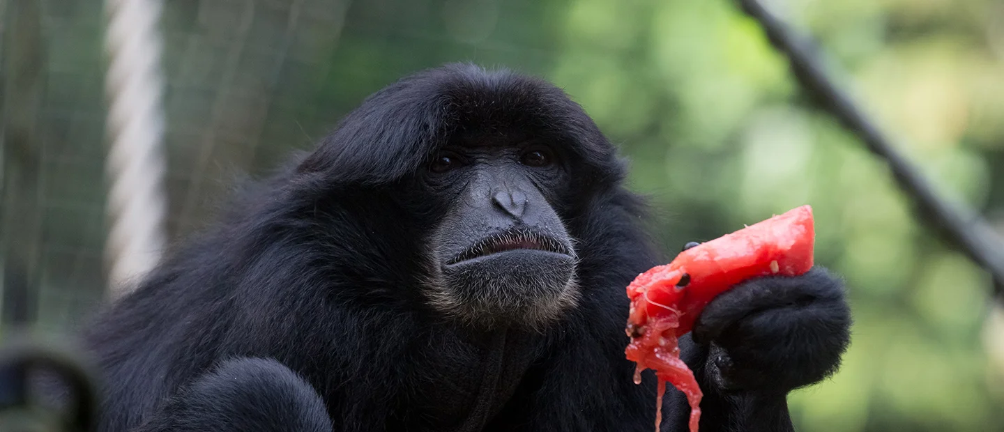 gw-s-gibbon-2-hero.jpg