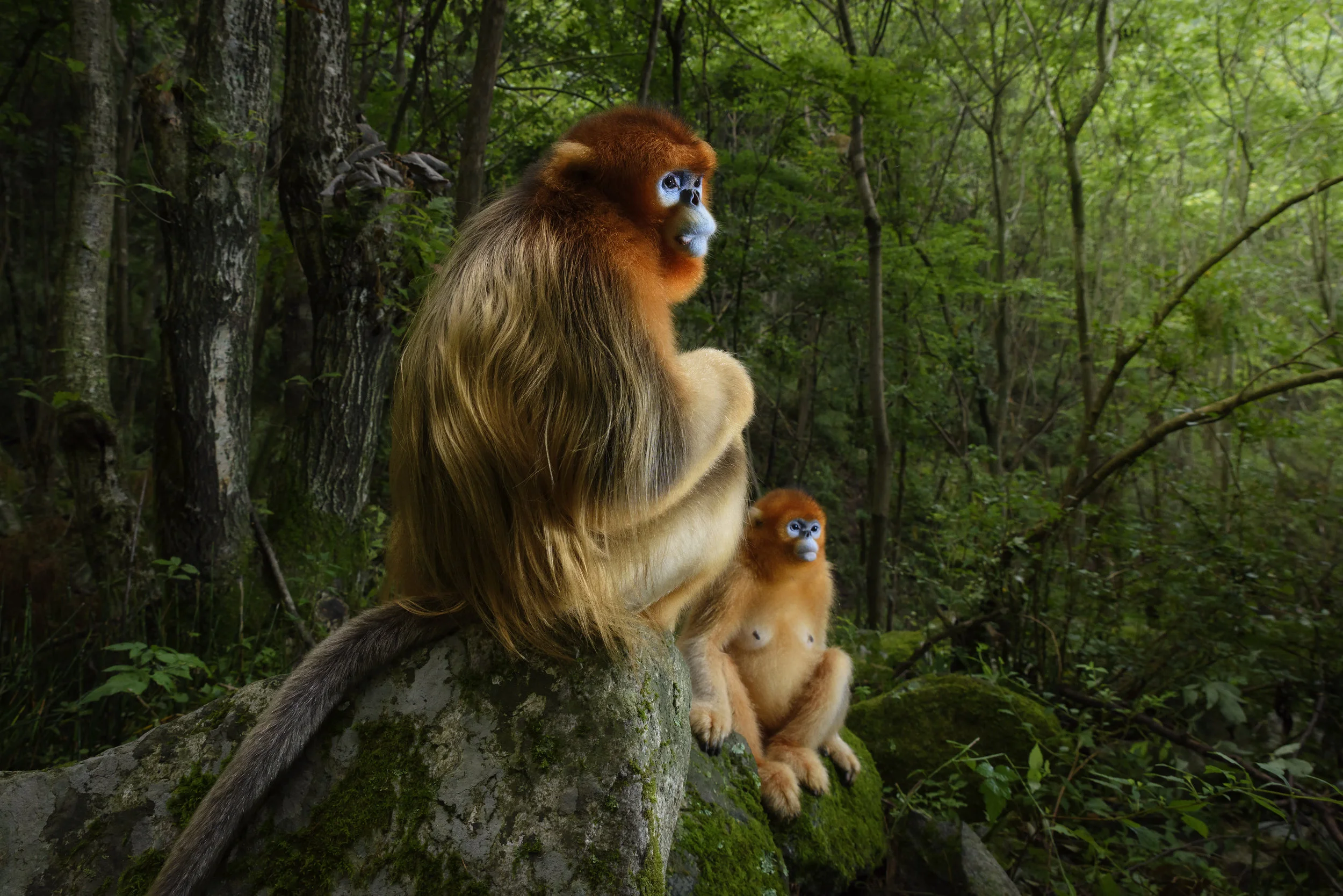 Marsel van Oosten’s award-winning image