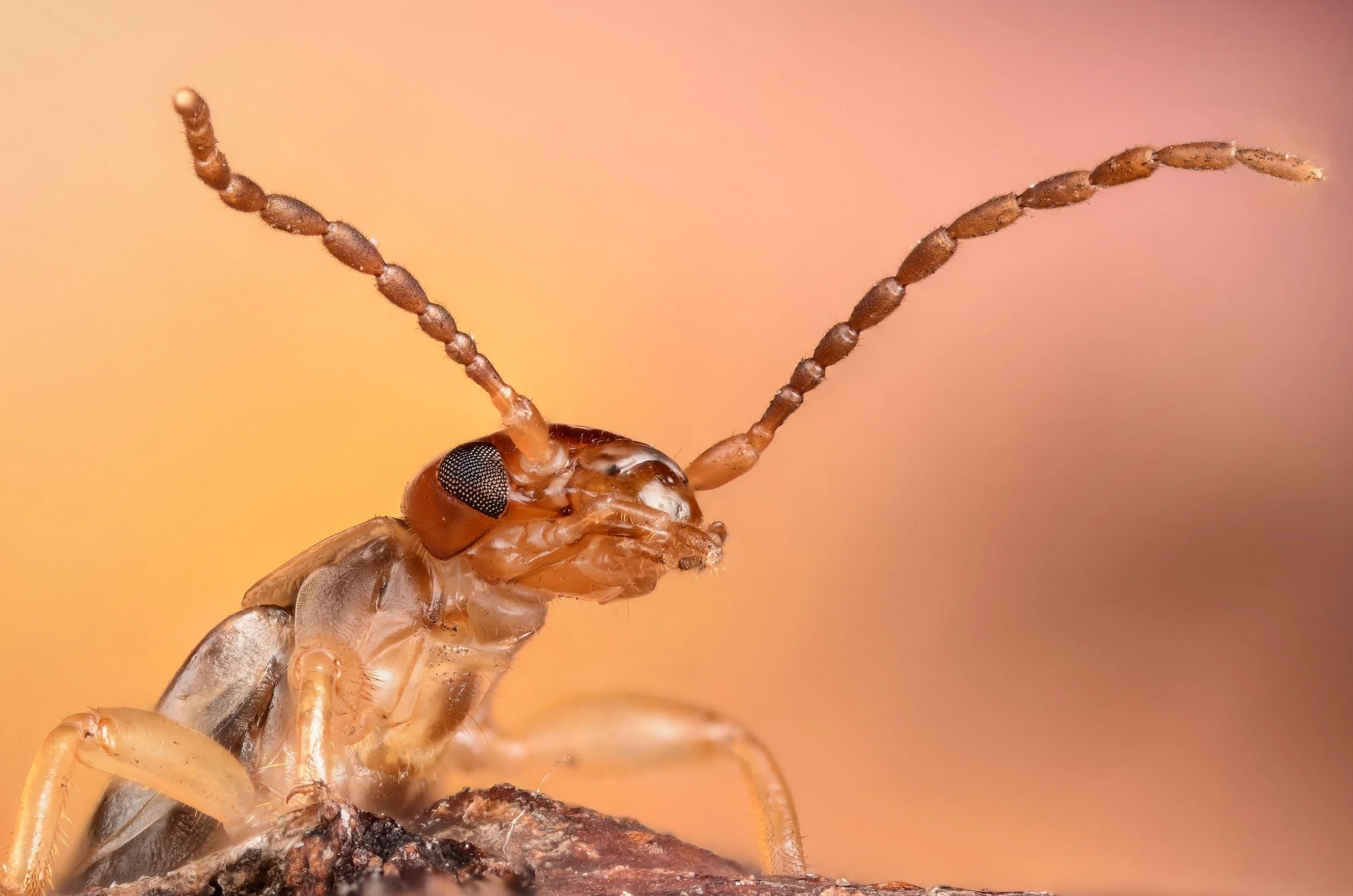 Marco images by Murray McCulloch