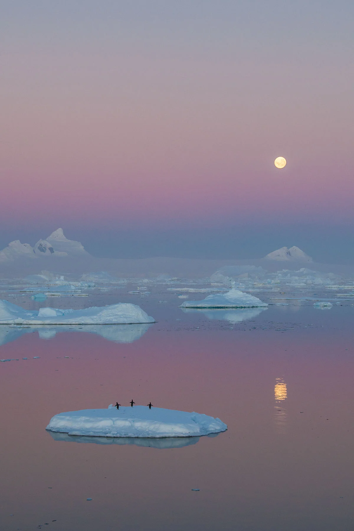 Edin Whitehead, 2015 Student category, 1st