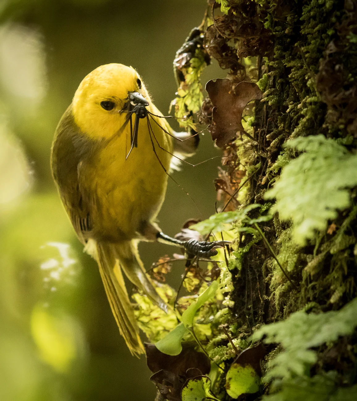 Nature — Olly Aughton