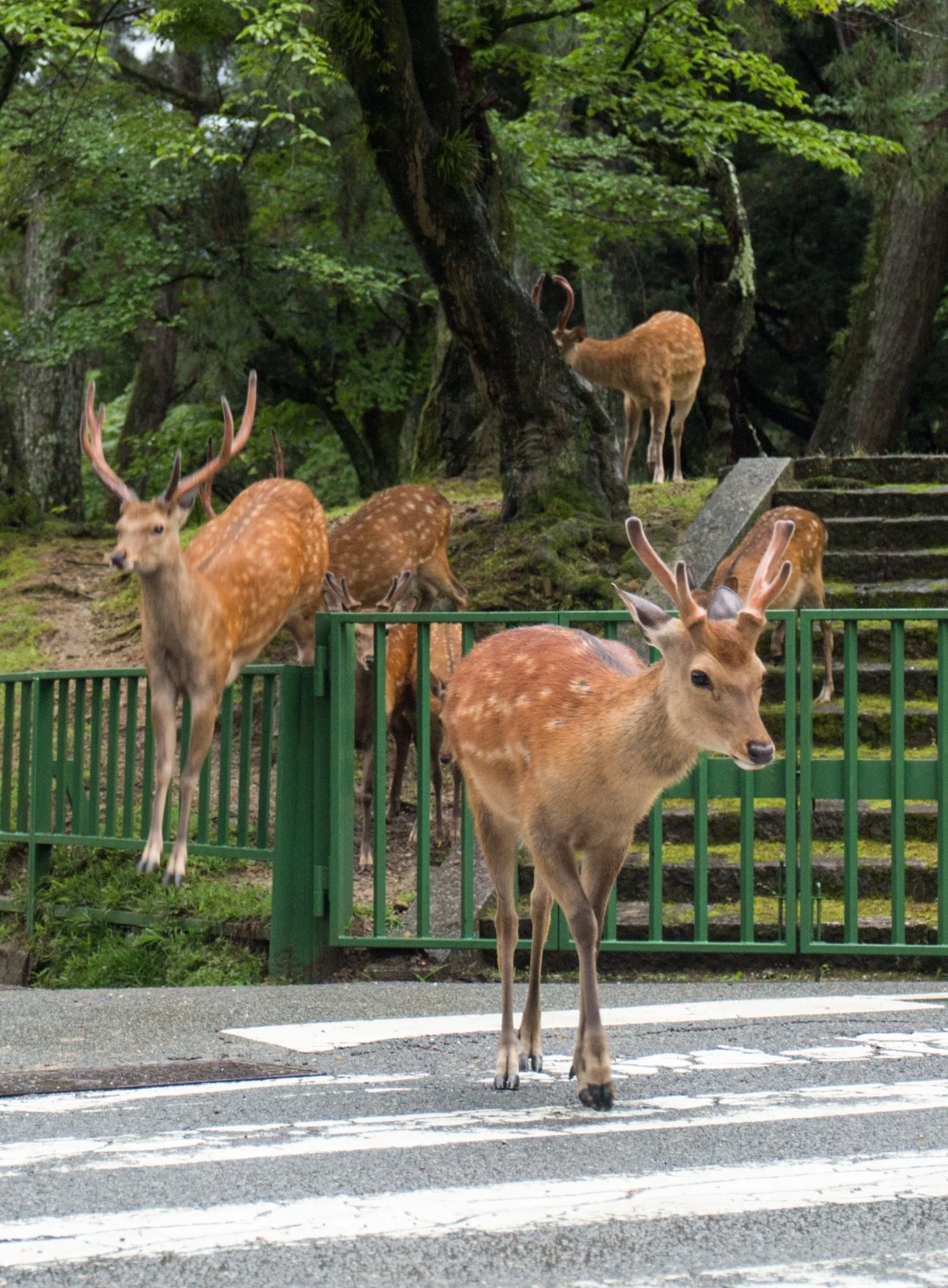 Yoko+Ishii%2C+from+Deer+Planet.jpg