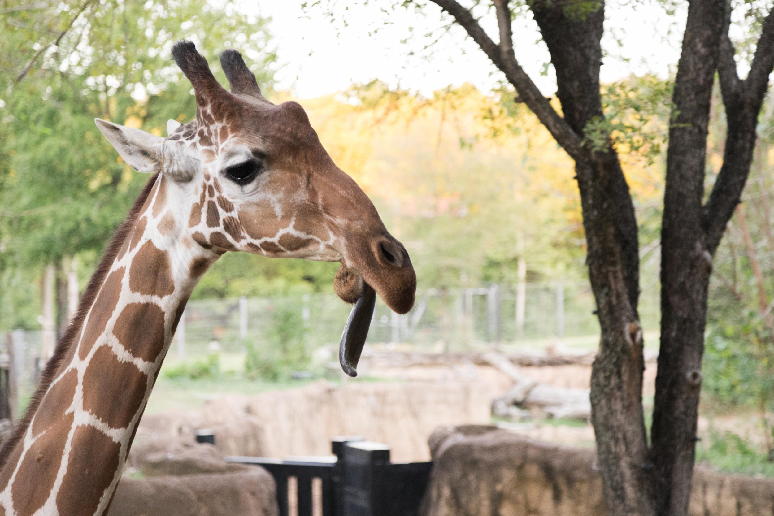 DallasZoo_AfterDark_092624-145.jpg