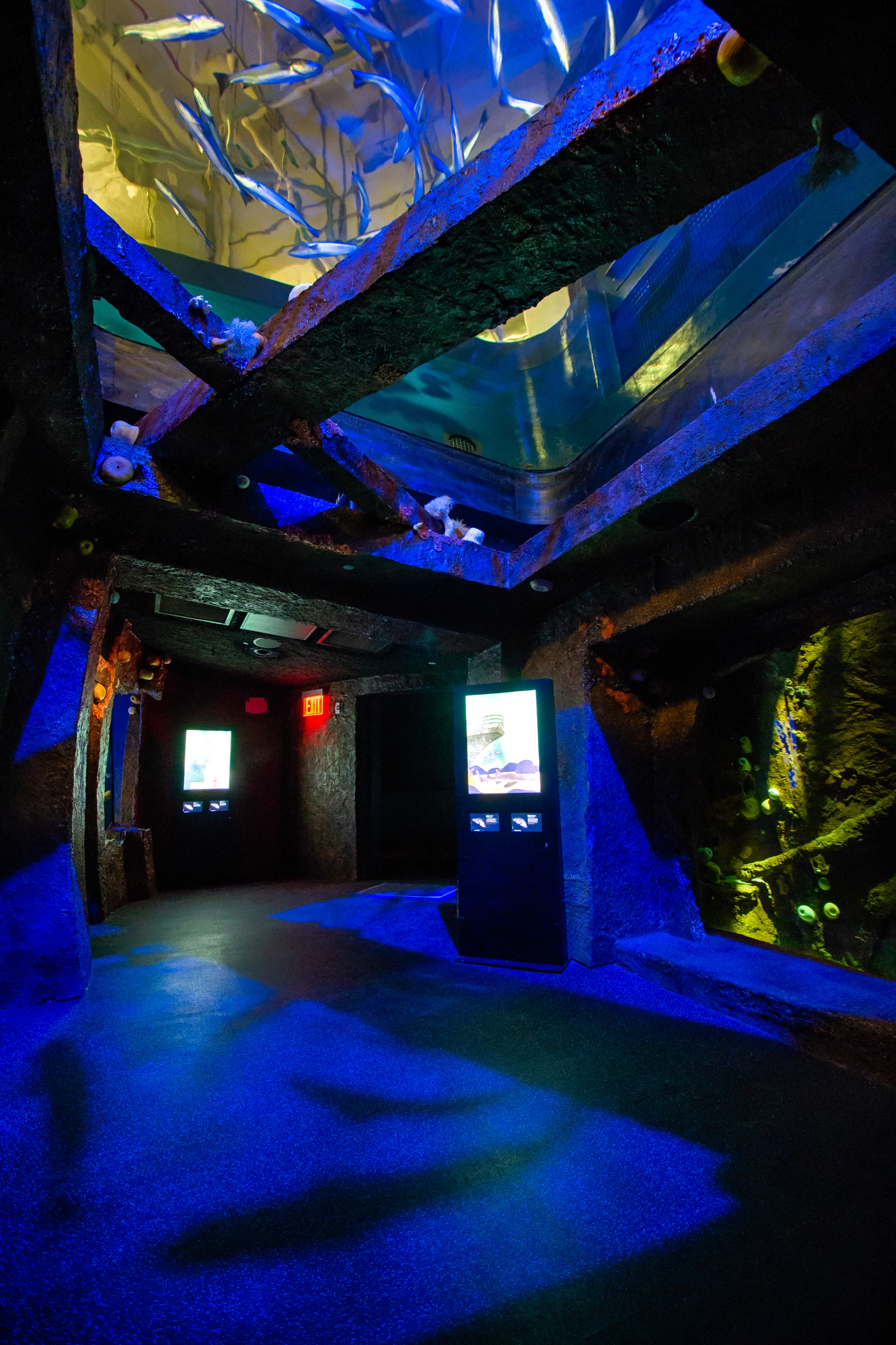 Ocean Wonders: Sharks!