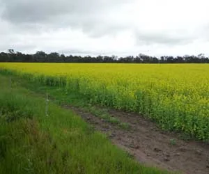 Indian Mustard growing at Longwood