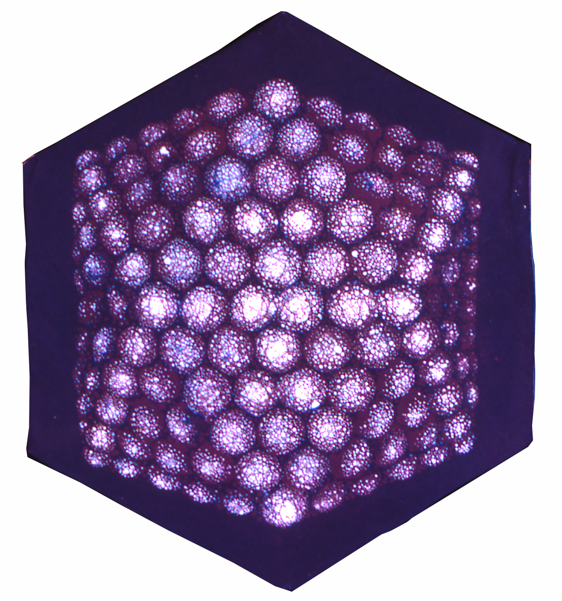 Virus