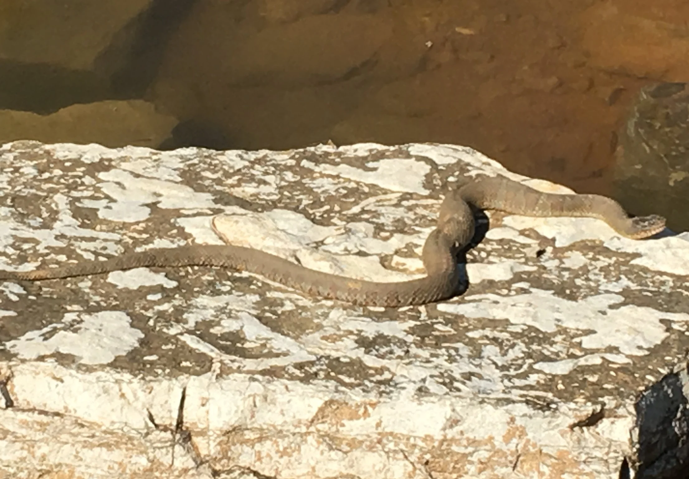 TNCBA Dock Talk #3: "Pick Your Poison Douglas"