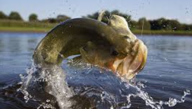 Current TNCBA Classic Qualifiers