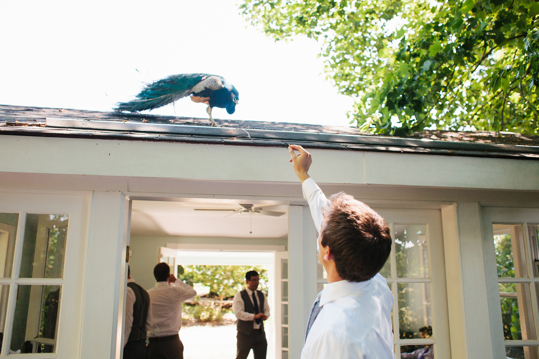 Groom with Peacock