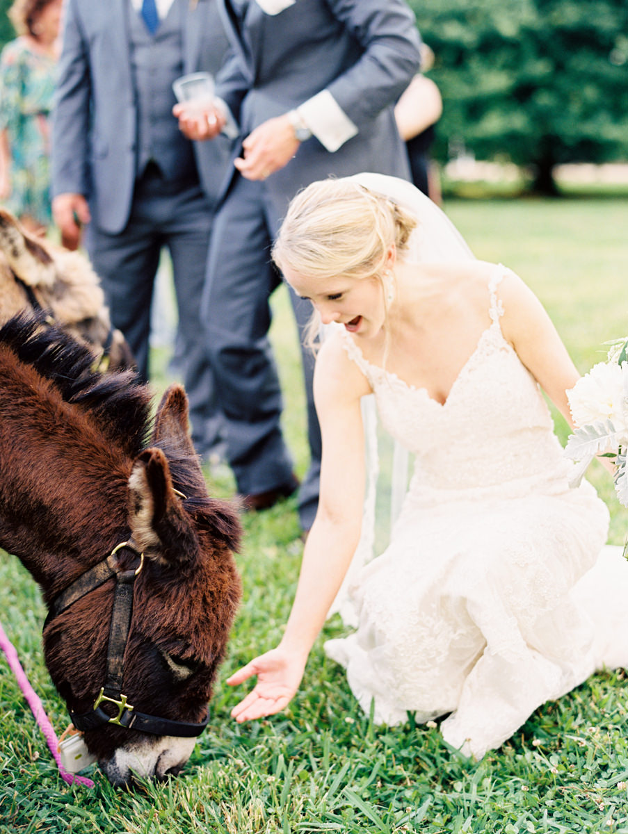 Bride Feeding Donkey