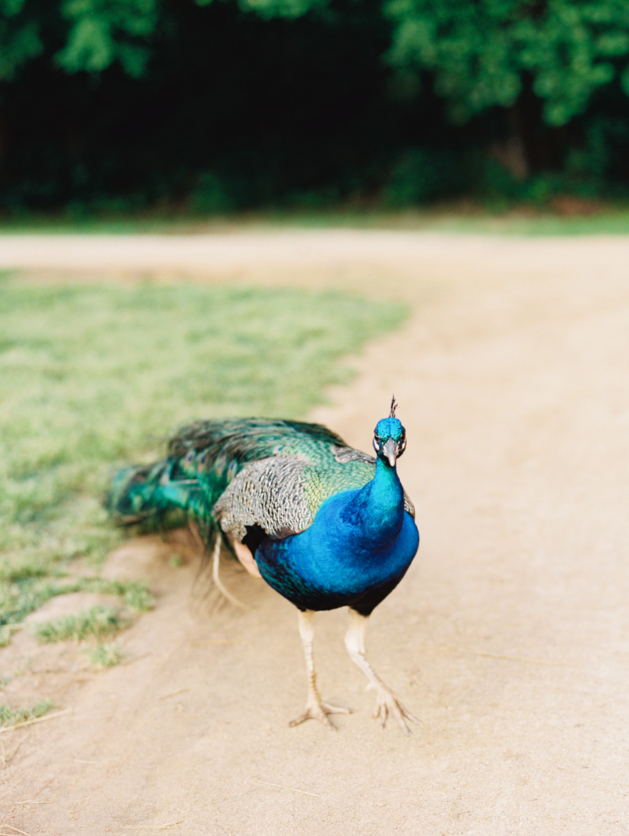 Peacock at Wedding
