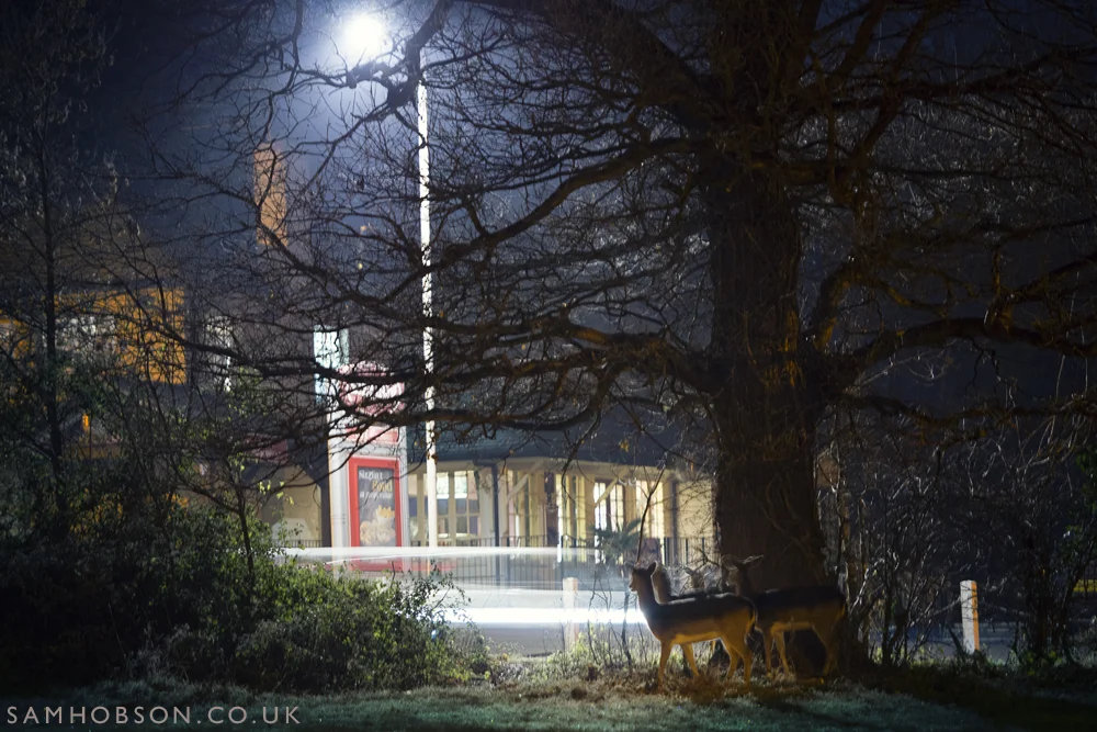 SAM_HOBSON_URBAN_FALLOW_DEER_3.jpg